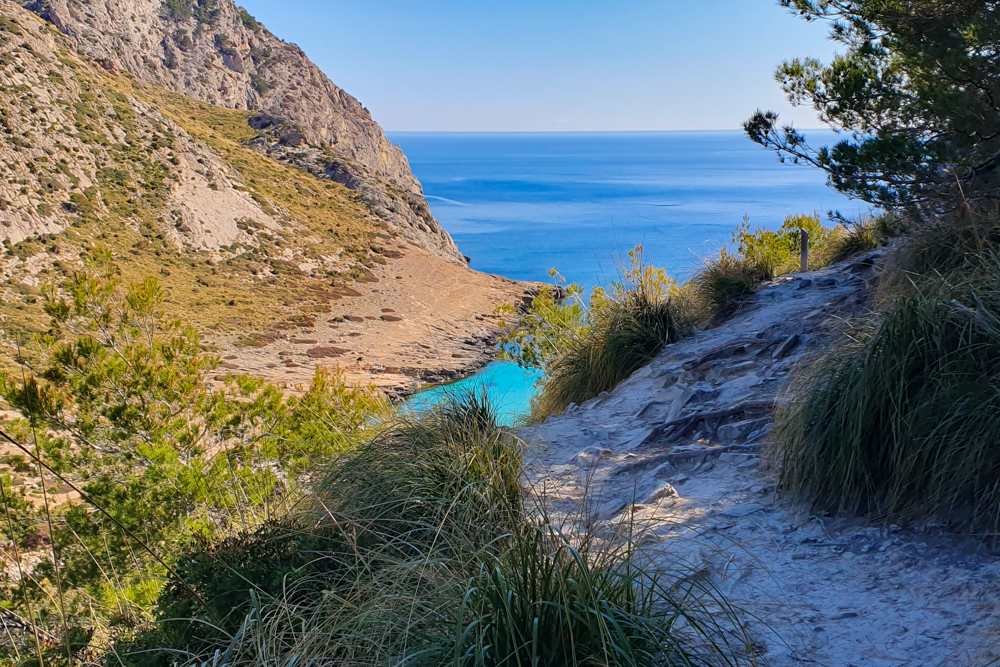 Der Weg zum Cala Figuera Strand ist teilweise steil und mit Wurzeln verwachsen