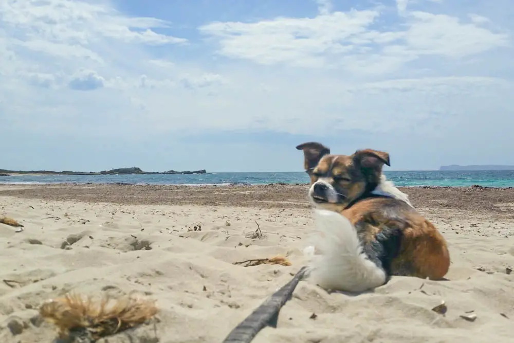 Hundestrände auf Mallorca mit Karte