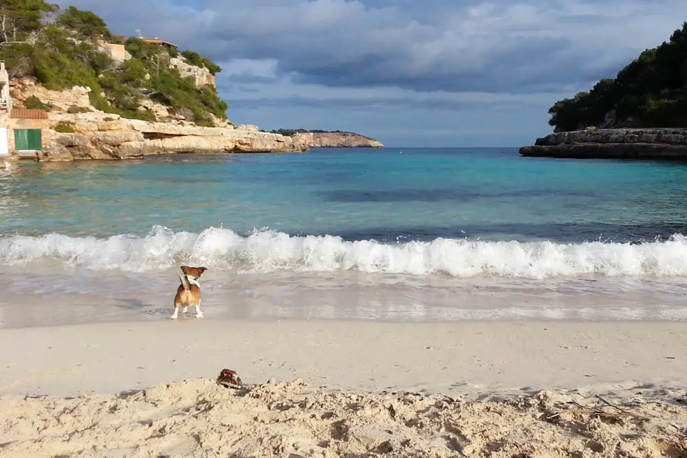 Hundestrände auf Mallorca