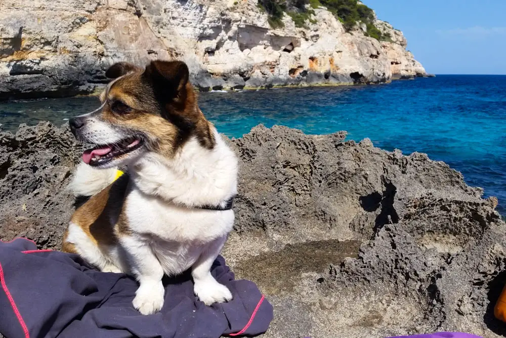 Hunde auf Mallorca