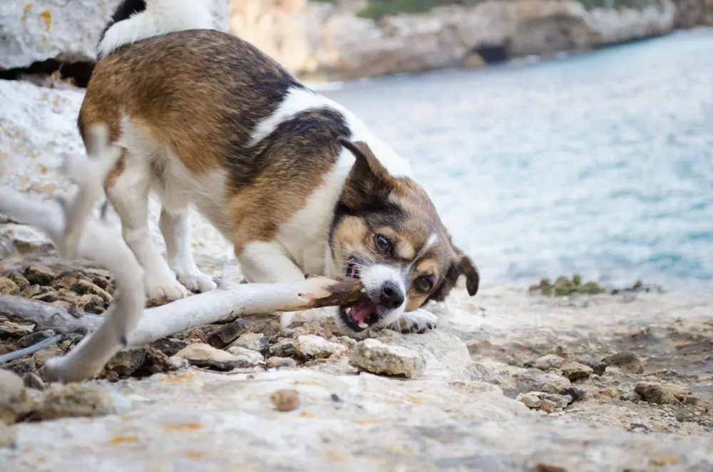 Hundestrand auf Mallorca