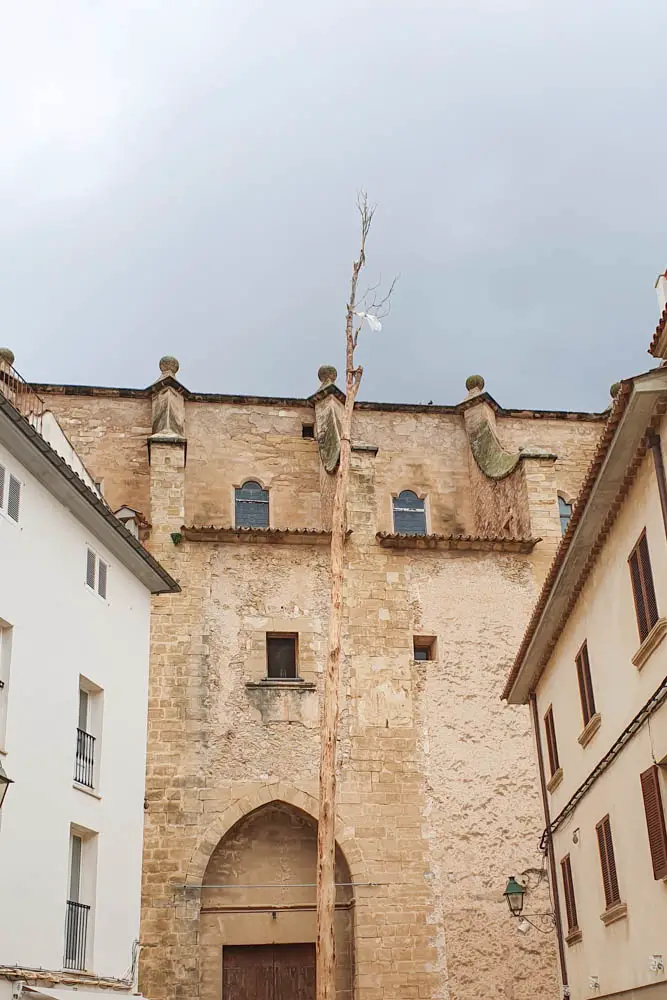 Pi de Ternelles: Baum zum Klettern zu Sant Antoni in Pollença