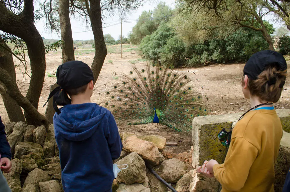 Bauernhof Mallorca: Rancho Grande