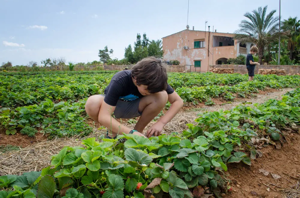 Erdbeeren pflücken auf Mallorca