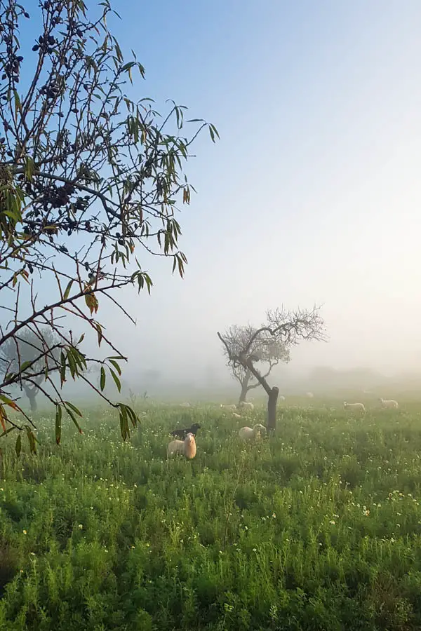 Nebel auf Mallorca