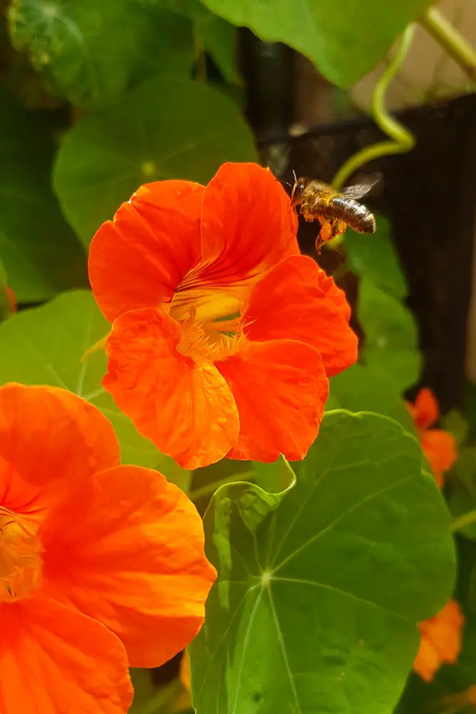 Bienen auf Mallorca