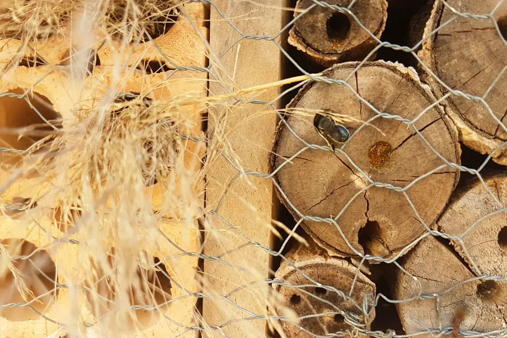 Bienen auf Mallorca