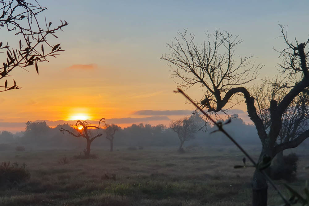Sonnenaufgang auf einem Nebel verhangenen Feld auf Mallorca
