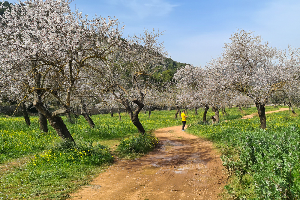 Raixeta: Spaziergang under Mandelblüten