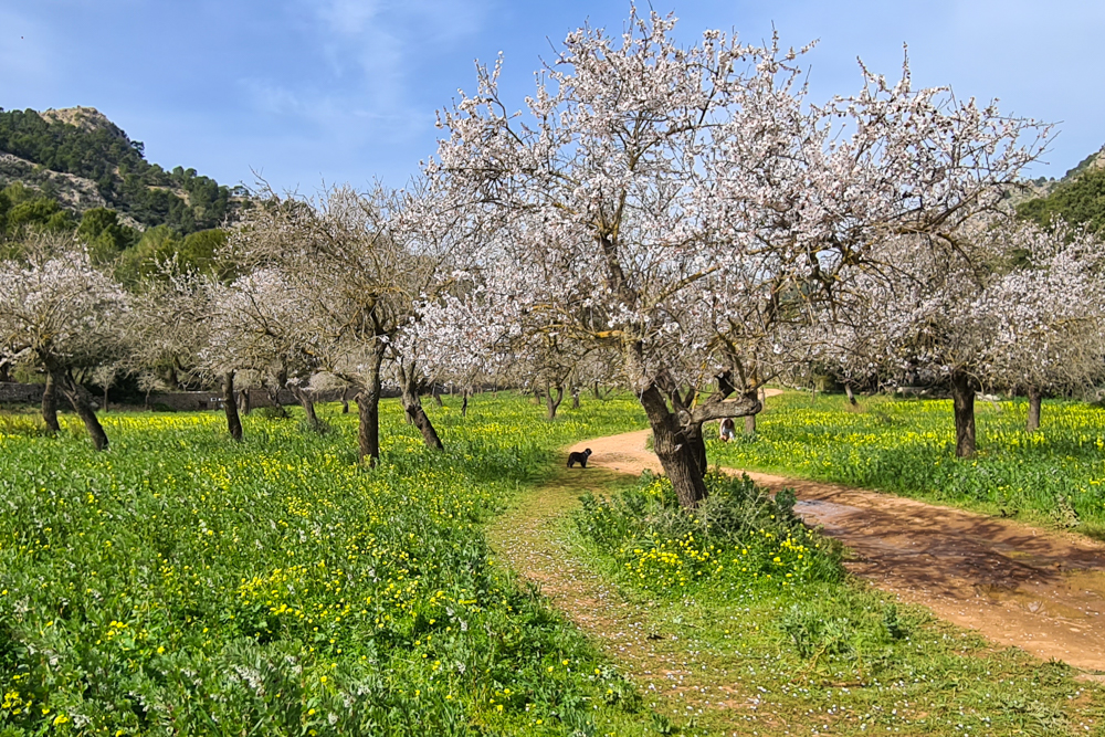 Raixeta: Spaziergang under Mandelblüten
