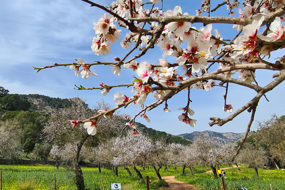 Mandelhaine: Hier kannst du öffentlich spazieren.